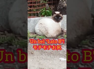 シャム猫のまん丸モチモチお尻。Lato B.