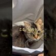 静かだと思ったら…#猫のいる暮らし #スクーカム #cat #猫好きさんと繋がりたい #shorts