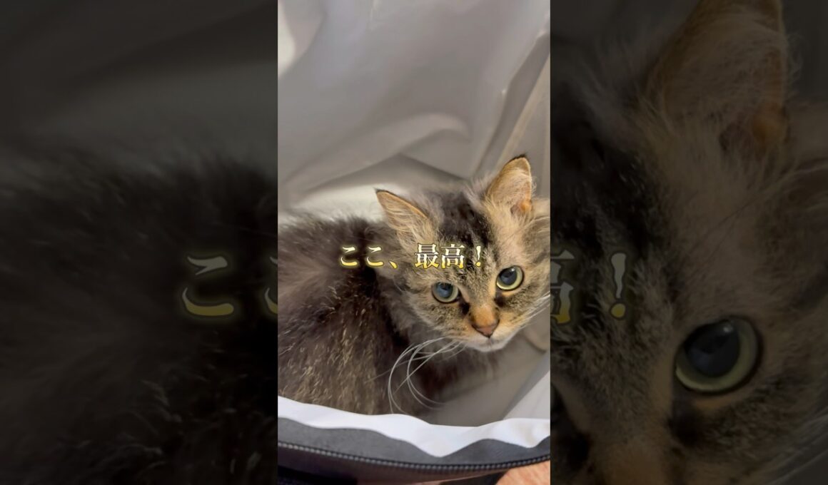 静かだと思ったら…#猫のいる暮らし #スクーカム #cat #猫好きさんと繋がりたい #shorts