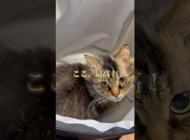 静かだと思ったら…#猫のいる暮らし #スクーカム #cat #猫好きさんと繋がりたい #shorts