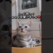 ｢待って、めっちゃ可愛い子いる❤｣#shorts #cat #アメショ #猫 #ねこ #アメリカンショートヘアー #猫のいる暮らし
