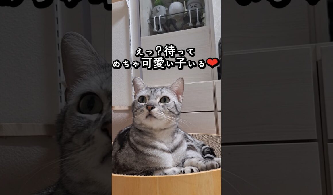 ｢待って、めっちゃ可愛い子いる❤｣#shorts #cat #アメショ #猫 #ねこ #アメリカンショートヘアー #猫のいる暮らし