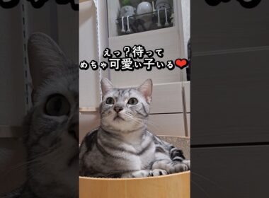 ｢待って、めっちゃ可愛い子いる❤｣#shorts #cat #アメショ #猫 #ねこ #アメリカンショートヘアー #猫のいる暮らし