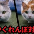 猫たちがお庭でガチかくれんぼしてました