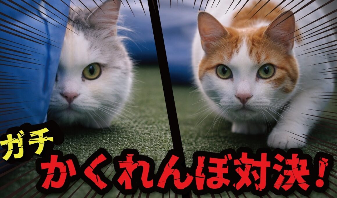猫たちがお庭でガチかくれんぼしてました