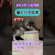 20260403メインクーンだけの【猫カフェの日常】#cat #cooncat #mainecat #もふもふ #給水器