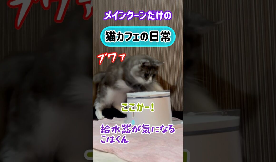 20260403メインクーンだけの【猫カフェの日常】#cat #cooncat #mainecat #もふもふ #給水器