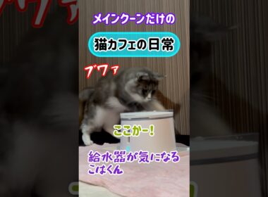 20260403メインクーンだけの【猫カフェの日常】#cat #cooncat #mainecat #もふもふ #給水器