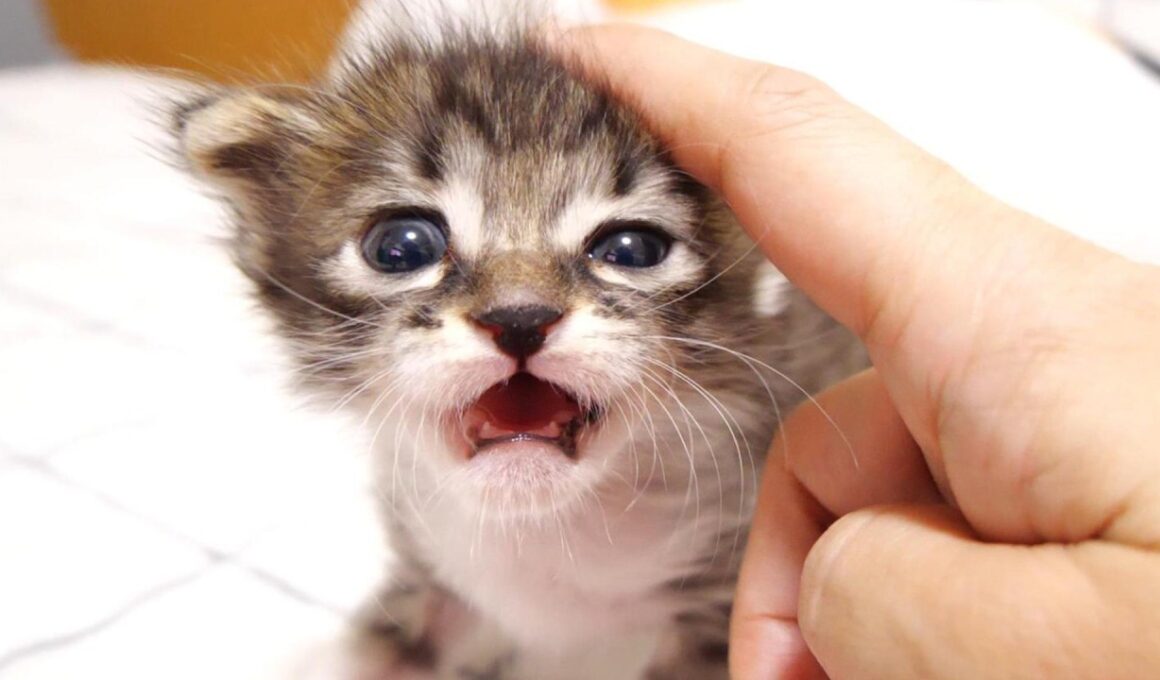 抱っこだよと赤ちゃん子猫がママのお膝に登り登り？【赤ちゃん猫　保護猫】