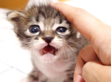 抱っこだよと赤ちゃん子猫がママのお膝に登り登り？【赤ちゃん猫　保護猫】