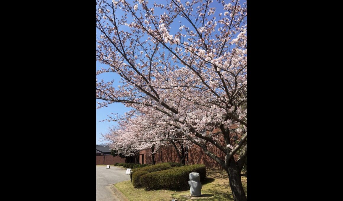 猫の合間にてきとー配信