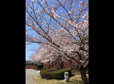 猫の合間にてきとー配信