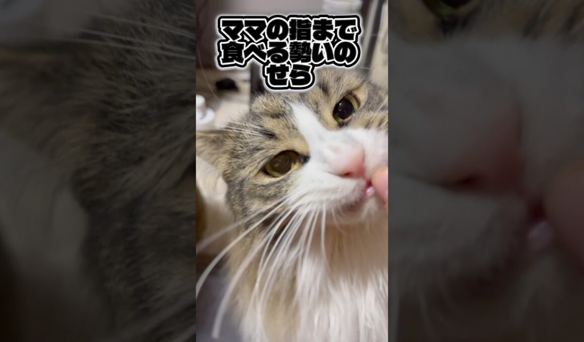 尻尾で返事するタイプです🐱#猫 #メインクーン#多頭飼い #猫のいる暮らし  #shorts #かわいい