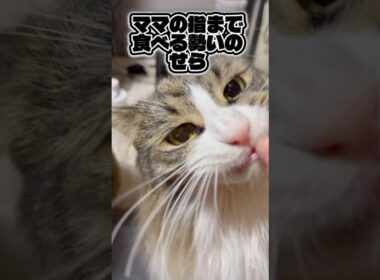 尻尾で返事するタイプです🐱#猫 #メインクーン#多頭飼い #猫のいる暮らし  #shorts #かわいい