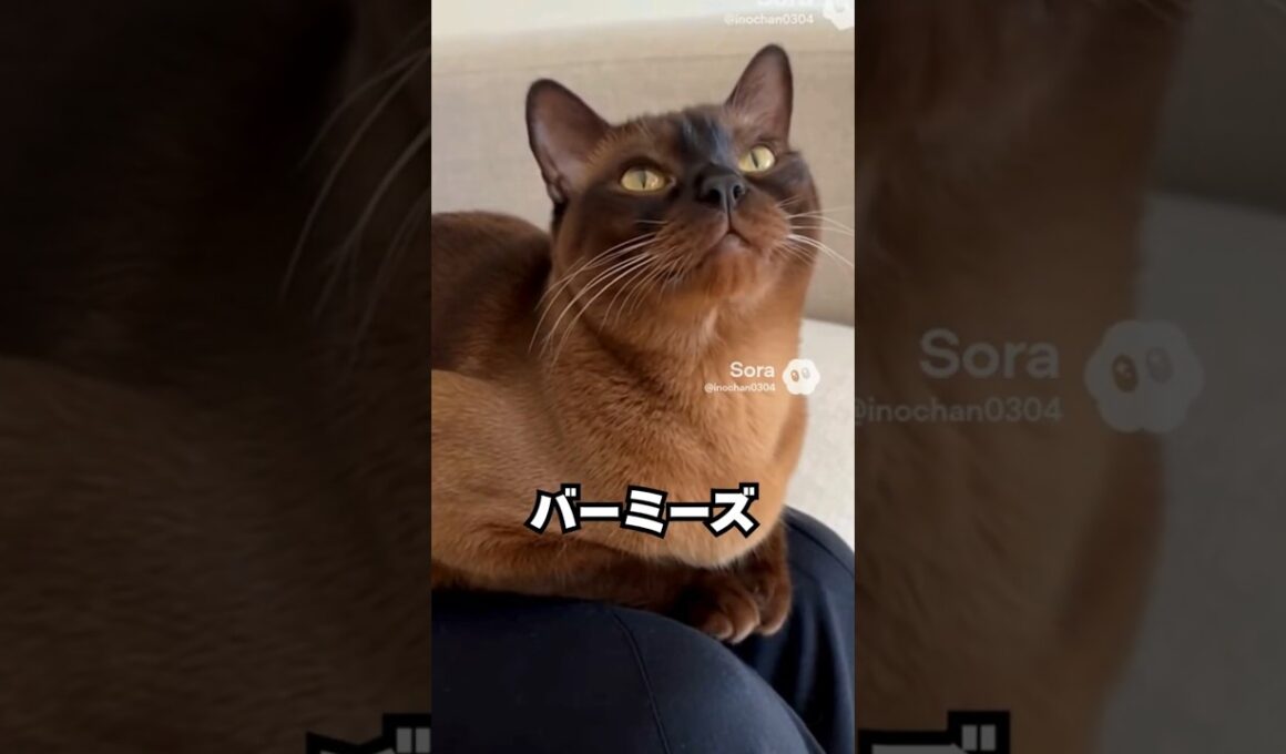 静かそう。でも、ひざが空くとすぐ来る猫😽…バーミーズ｜猫の雑学 #shorts #猫のいる暮らし #猫の雑学 #cat