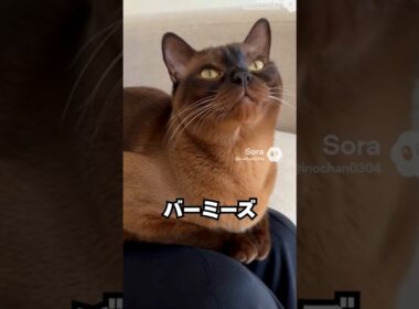 静かそう。でも、ひざが空くとすぐ来る猫😽…バーミーズ｜猫の雑学 #shorts #猫のいる暮らし #猫の雑学 #cat