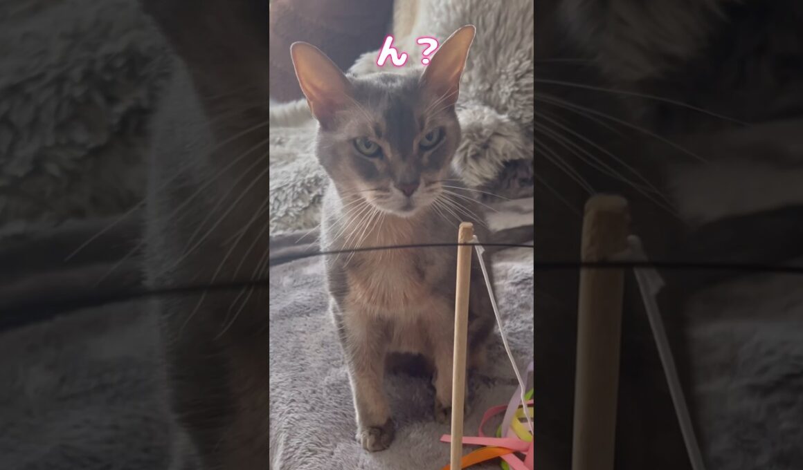 アビシニアンと生活して気付いたこと #shorts #猫 #アビシニアン #cat
