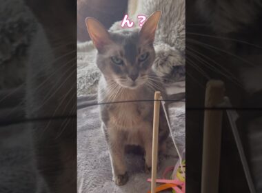 アビシニアンと生活して気付いたこと #shorts #猫 #アビシニアン #cat