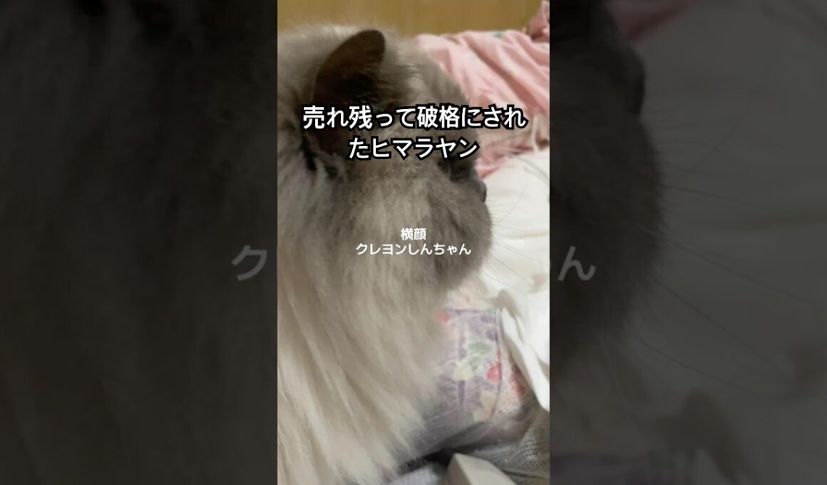 30万円から値引きされて破格で売られていたヒマラヤン。でも売れ残ったらブリーダーさんのとこに帰るって言われていてもたってもいられずつれて帰りました。ちなみに最終価格三万円だったそうです。