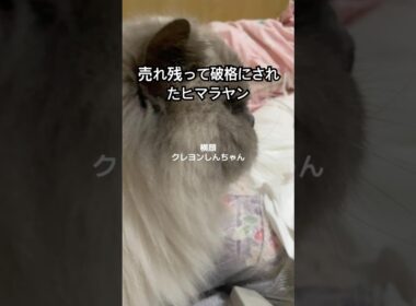 30万円から値引きされて破格で売られていたヒマラヤン。でも売れ残ったらブリーダーさんのとこに帰るって言われていてもたってもいられずつれて帰りました。ちなみに最終価格三万円だったそうです。