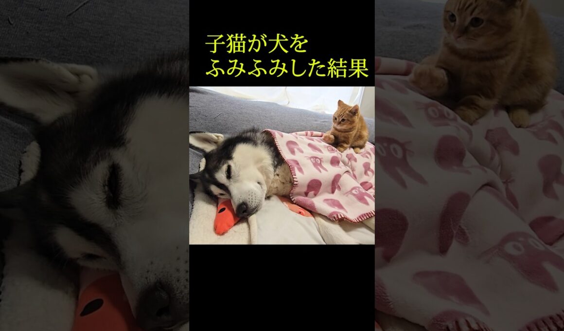 子猫が犬をふみふみした結果...笑#shorts #子ネコ