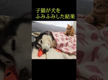 子猫が犬をふみふみした結果...笑#shorts #子ネコ