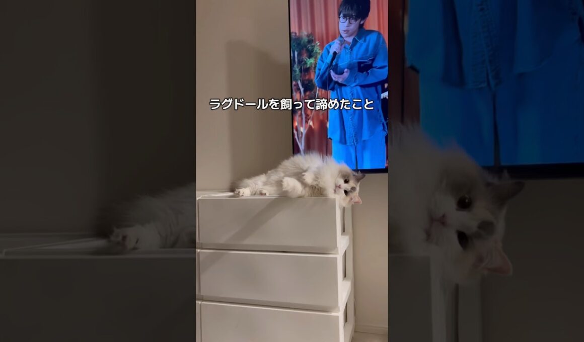 ラグドール飼って諦めたこと#shorts #cat #猫 #ラグドール