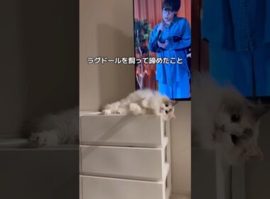 ラグドール飼って諦めたこと#shorts #cat #猫 #ラグドール