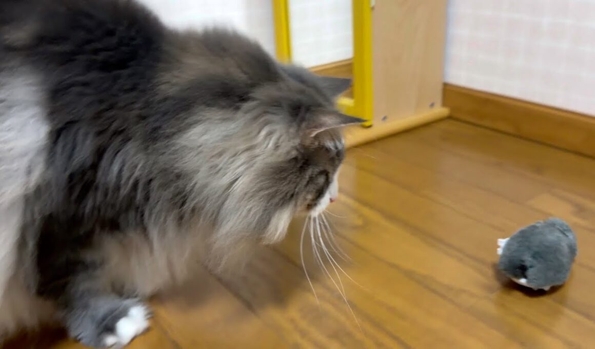 【走る⁉︎】走るネズミさんを追いかける⁉︎ノルウェージャンフォレストキャットとターキッシュアンゴラ