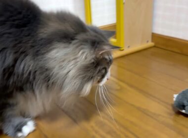 【走る⁉︎】走るネズミさんを追いかける⁉︎ノルウェージャンフォレストキャットとターキッシュアンゴラ