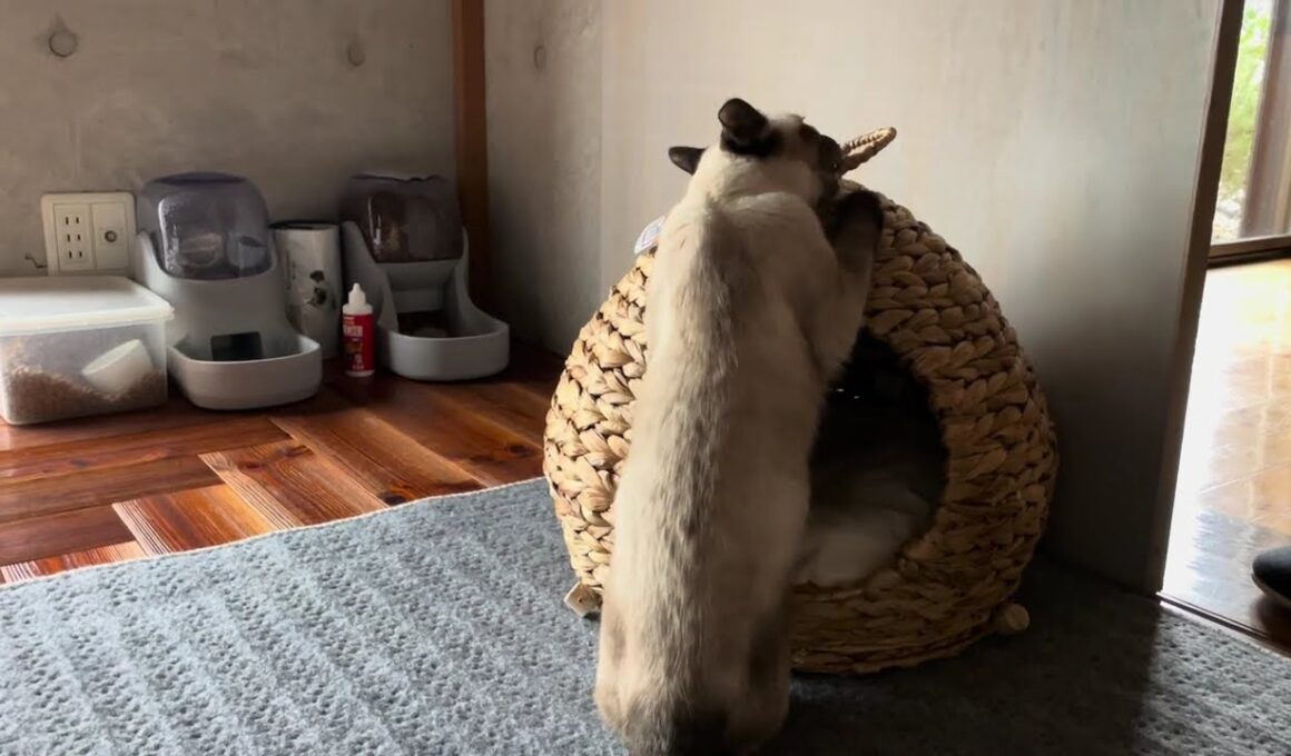 シャム猫にカインズのベッドを買ったら入るかと思ったら食べ出した　siamese cat