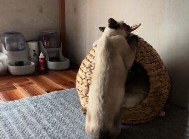 シャム猫にカインズのベッドを買ったら入るかと思ったら食べ出した　siamese cat