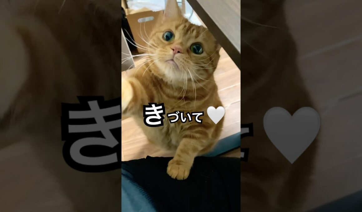 いつもと違うところ、気づいた？#shorts