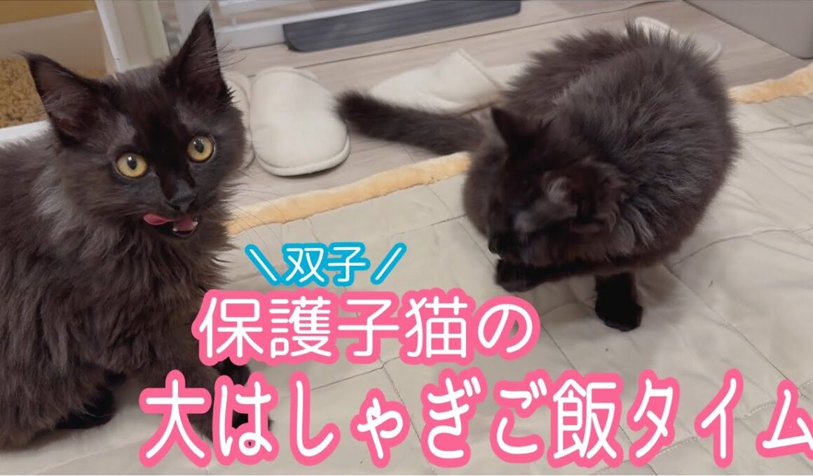 【双子保護猫】子猫の大はしゃぎご飯タイムとシンクロニャイズ