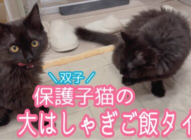 【双子保護猫】子猫の大はしゃぎご飯タイムとシンクロニャイズ