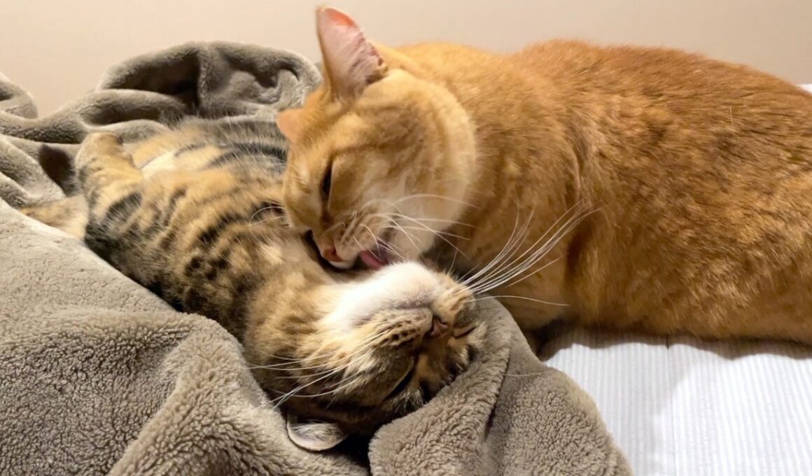 末っ子猫のお手入れはおまかせ！