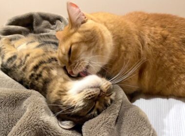 末っ子猫のお手入れはおまかせ！