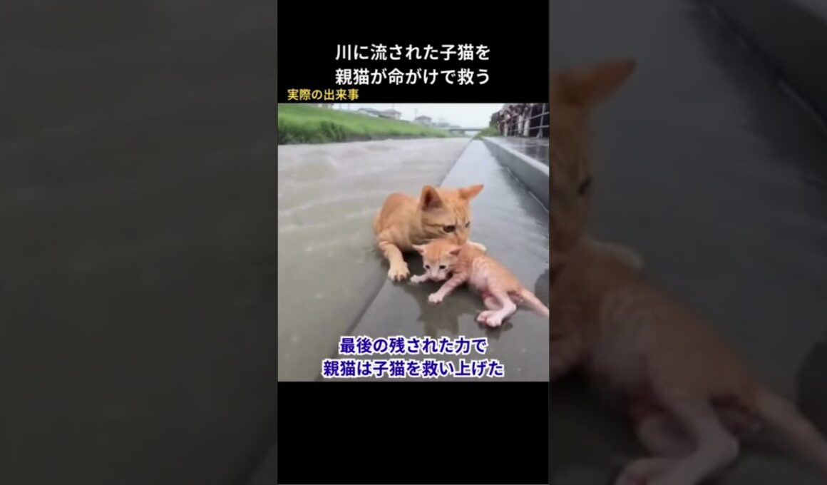 川に流された子猫を親猫が命がけで救う#保護猫 #猫動画 #猫 #感動
