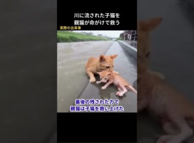 川に流された子猫を親猫が命がけで救う#保護猫 #猫動画 #猫 #感動