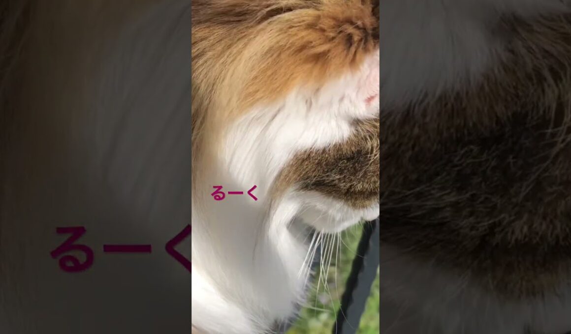 強風でもベランダが好きな猫 #cats #pets #ノルウェージャンフォレストキャット #ノル猫5にゃんねる #猫