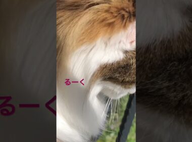 強風でもベランダが好きな猫 #cats #pets #ノルウェージャンフォレストキャット #ノル猫5にゃんねる #猫