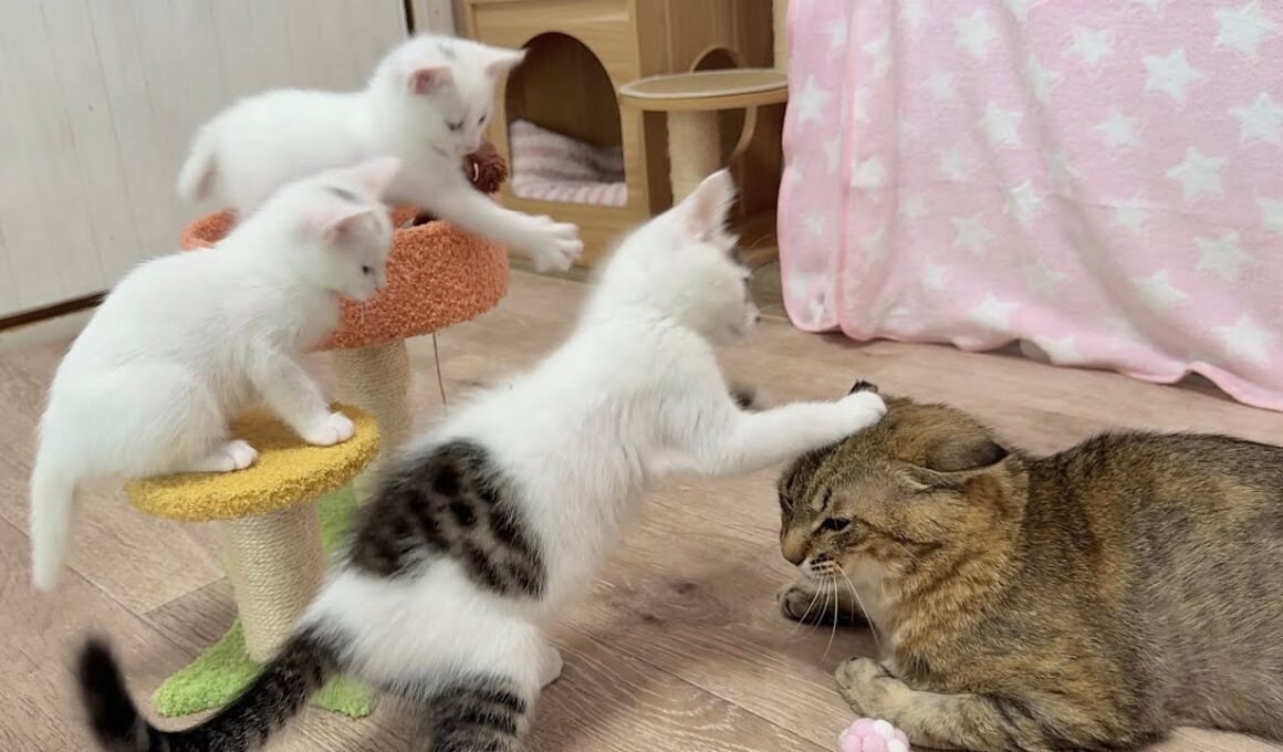 優しすぎる兄猫に空気砲を発射しちゃう子猫【白玉ちゃん＆坊ちゃん＆たこやき君日記】Kitten’s "Air Cannon" vs. Kind Big Brother