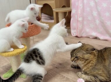 優しすぎる兄猫に空気砲を発射しちゃう子猫【白玉ちゃん＆坊ちゃん＆たこやき君日記】Kitten’s "Air Cannon" vs. Kind Big Brother