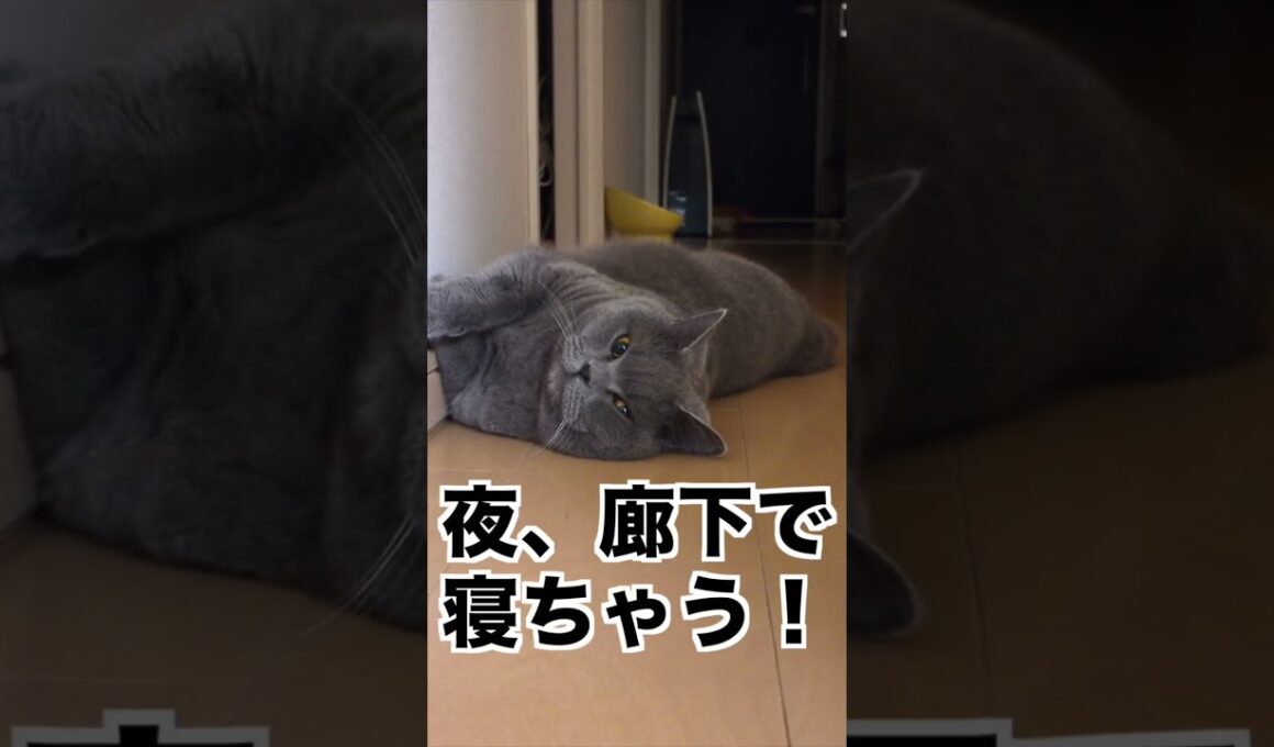 ブリティッシュショートヘアが長年愛される可愛さの秘密とは…