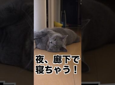 ブリティッシュショートヘアが長年愛される可愛さの秘密とは…