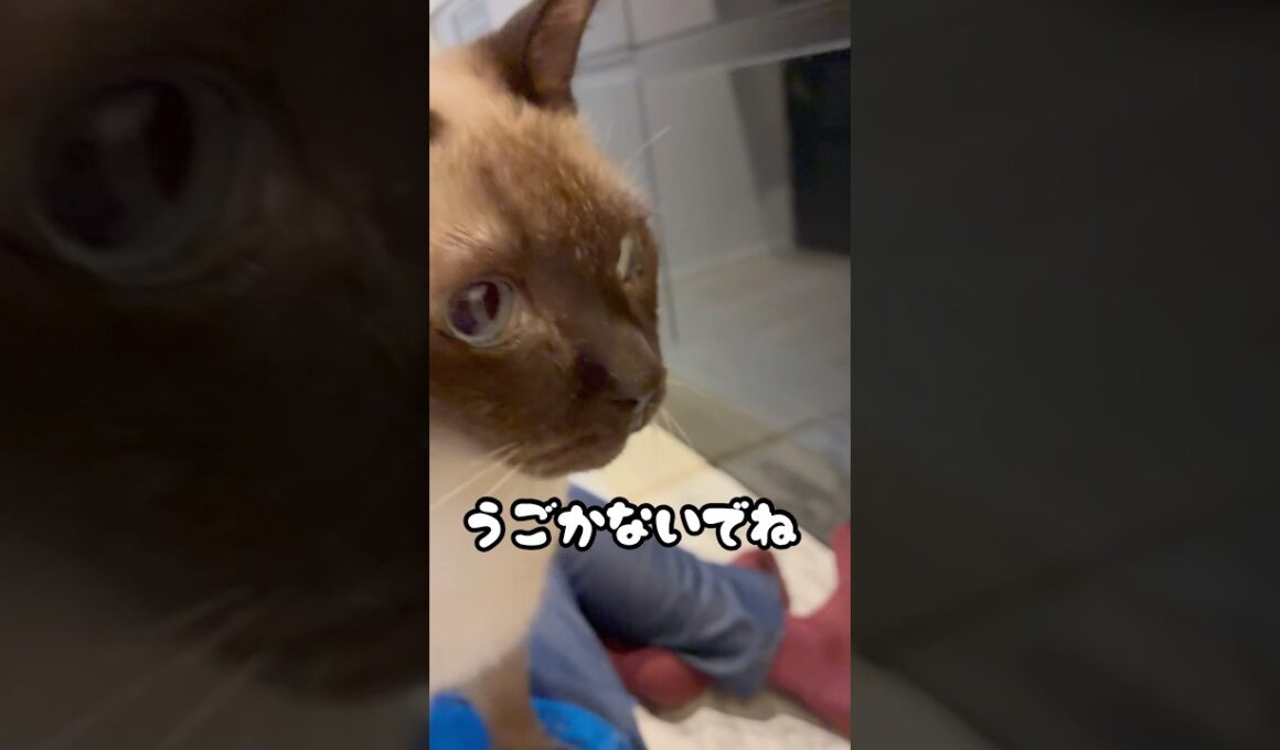 膝の上は猫のもの❤️‍🔥 #todaysシンバ君