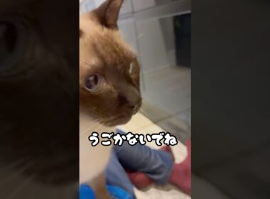 膝の上は猫のもの❤️‍🔥 #todaysシンバ君