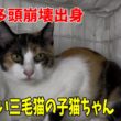 【沖縄多頭崩壊出身】かわいい三毛猫の子猫ちゃんです
