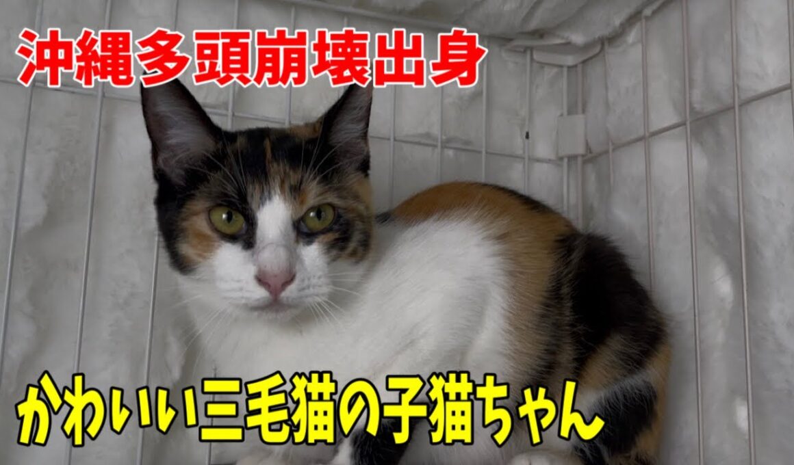 【沖縄多頭崩壊出身】かわいい三毛猫の子猫ちゃんです