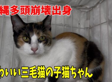 【沖縄多頭崩壊出身】かわいい三毛猫の子猫ちゃんです